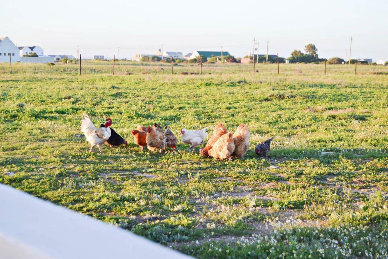 Aintree Farm Cottage Langebaan Exterior photo